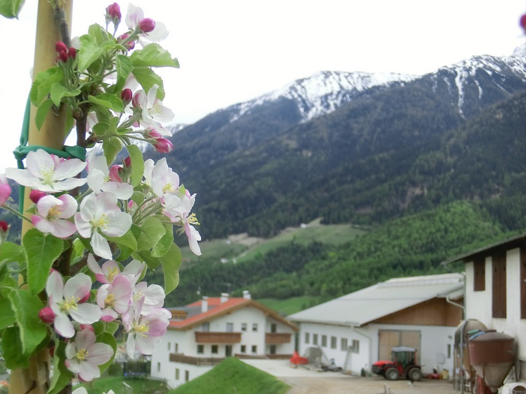 Apfelblüte am Mitterhof