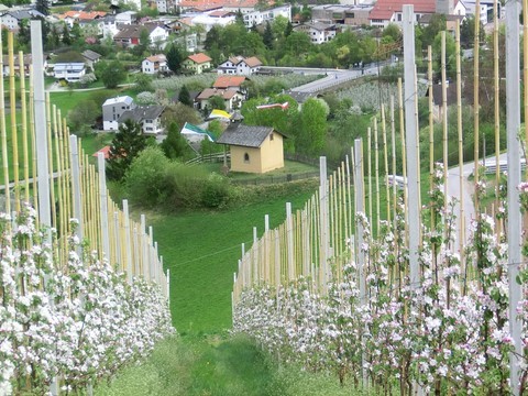 Apfelblüte in Prad