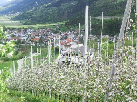 Frühling