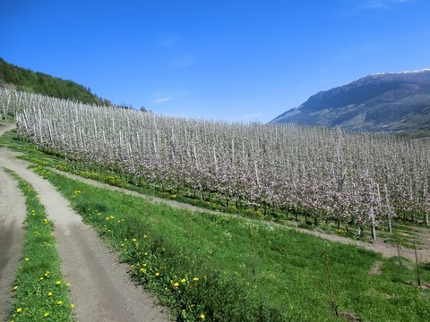 Apfelblüte in Prad