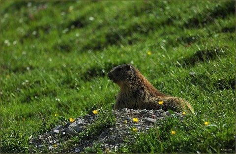 Wildtiere aus nächster Nähe