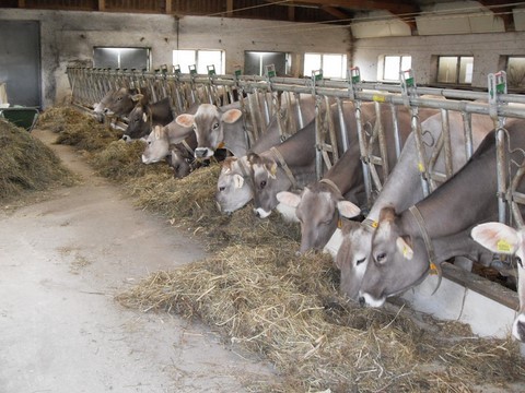 lebendiger Bauernhof